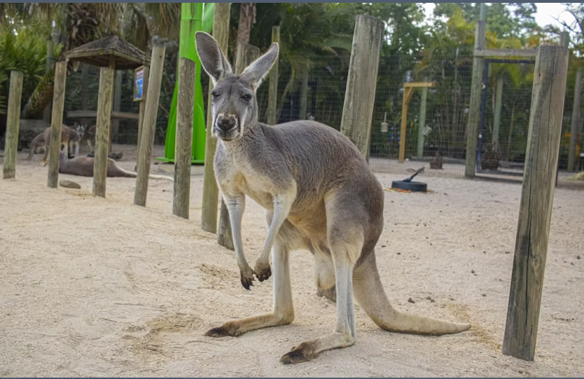 Admission to Brevard Zoo in Melbourne - Image 5